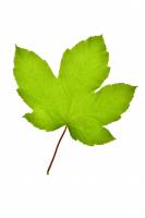 Erable sycomore - feuille isolée (Acer pseudoplatanus) 